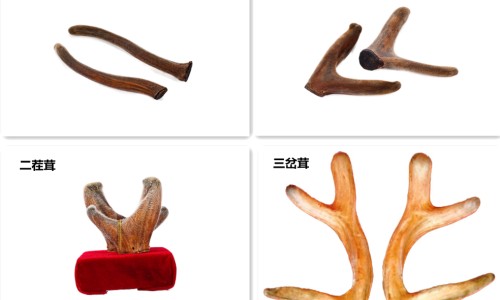 风干后的狂犬病人血液会传染吗-风干后的狂犬病人血液网狂犬病毒血液传播吗知识网站,分享狂犬病人的血液具有传染性吗大全